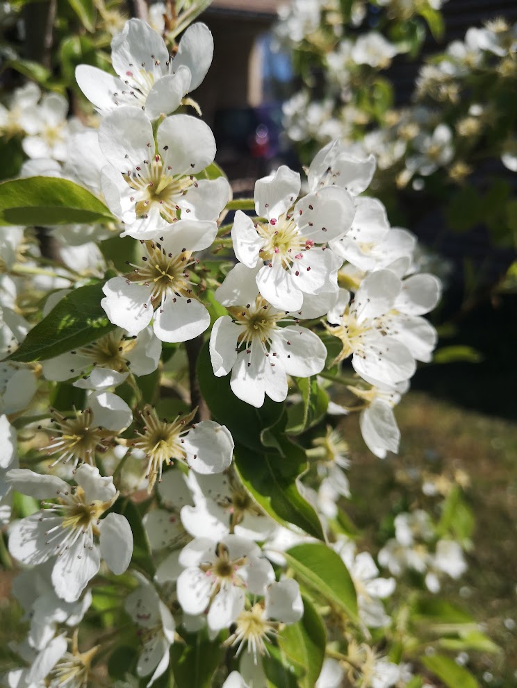 Fleurs de fruitier Fleurs de fruitier